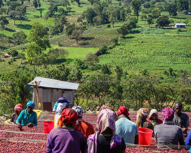 Ethiopian Yirgacheffe Ethiopian Yirgacheffe